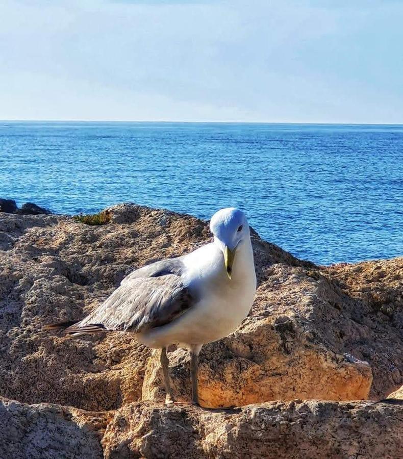 Comodo Apartamento Cerca Del Mar Santa Pola Εξωτερικό φωτογραφία